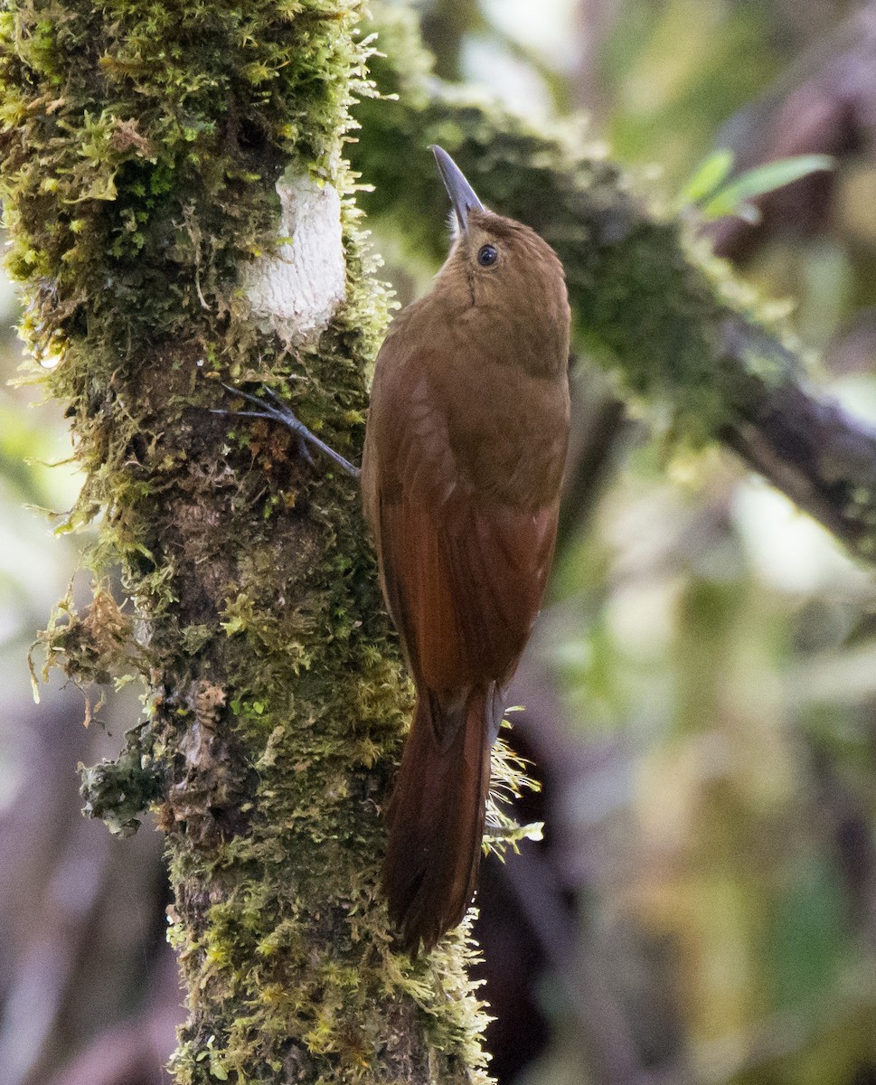 Tyrannine Woodcreeper - Gordon Karre