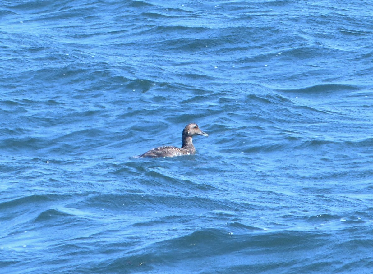 Common Eider - Alain Sylvain