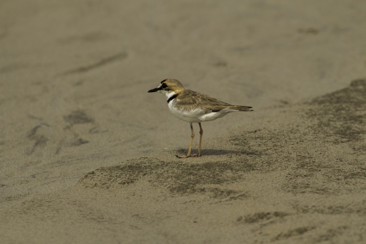 Collared Plover - Andy Bicerra