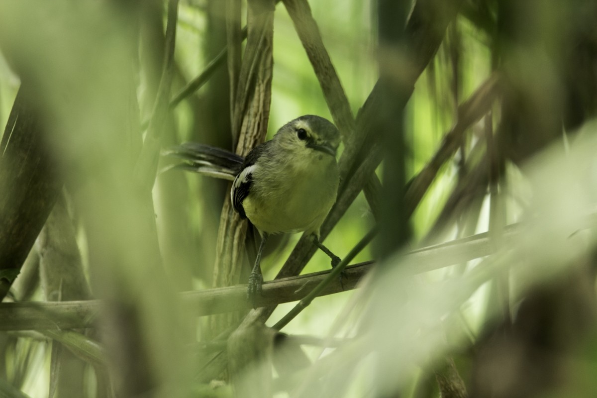 Lesser Wagtail-Tyrant - Andy Bicerra