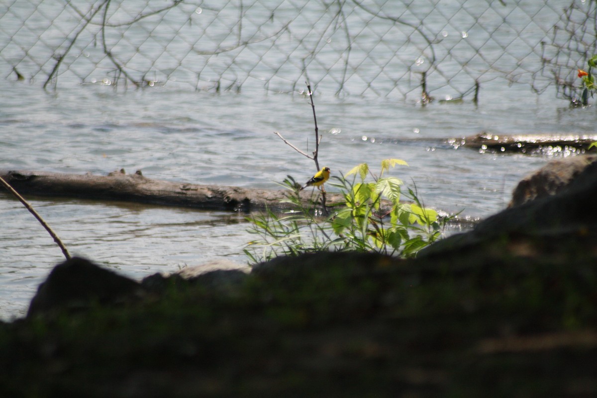 American Goldfinch - ML109203851