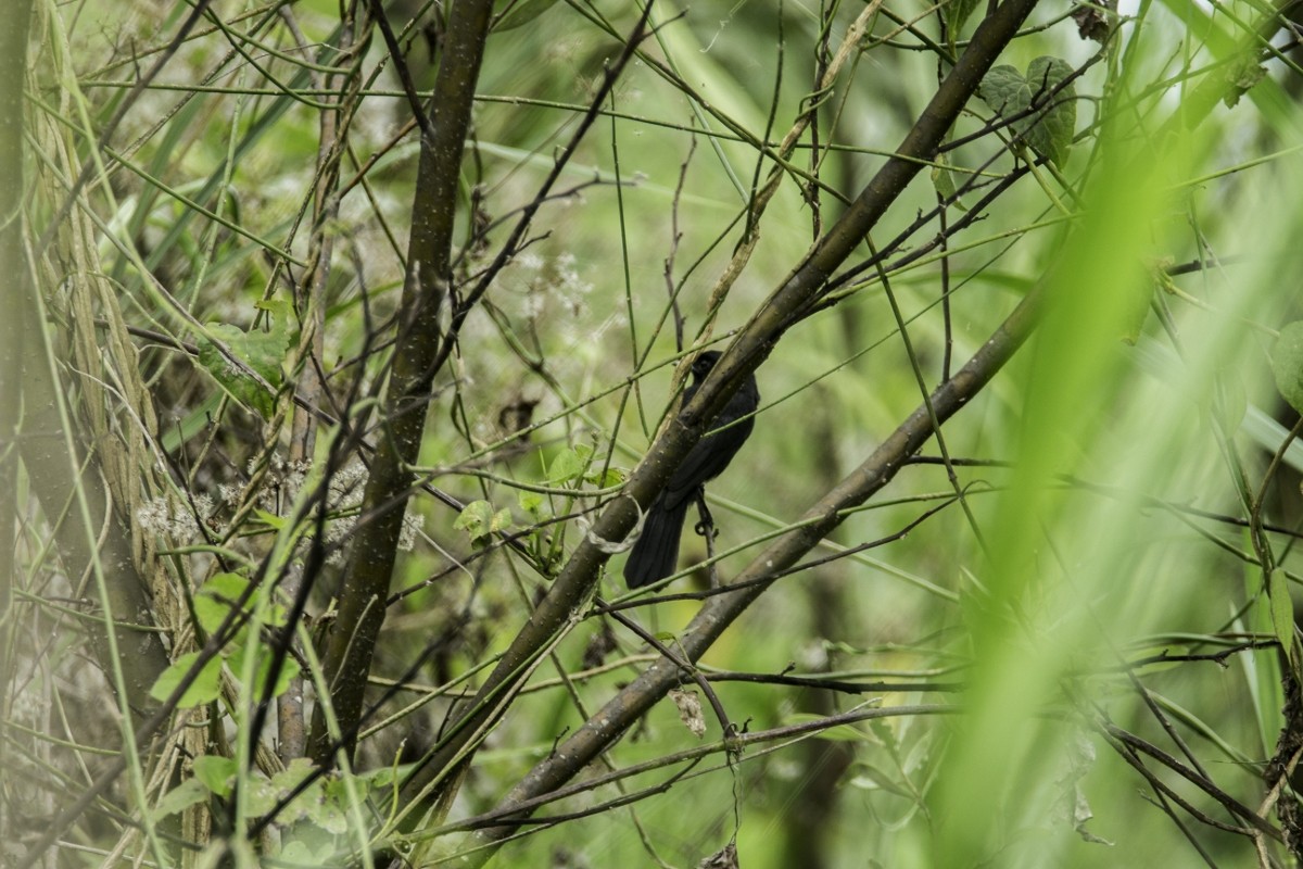 Riverside Tyrant - ML109204011