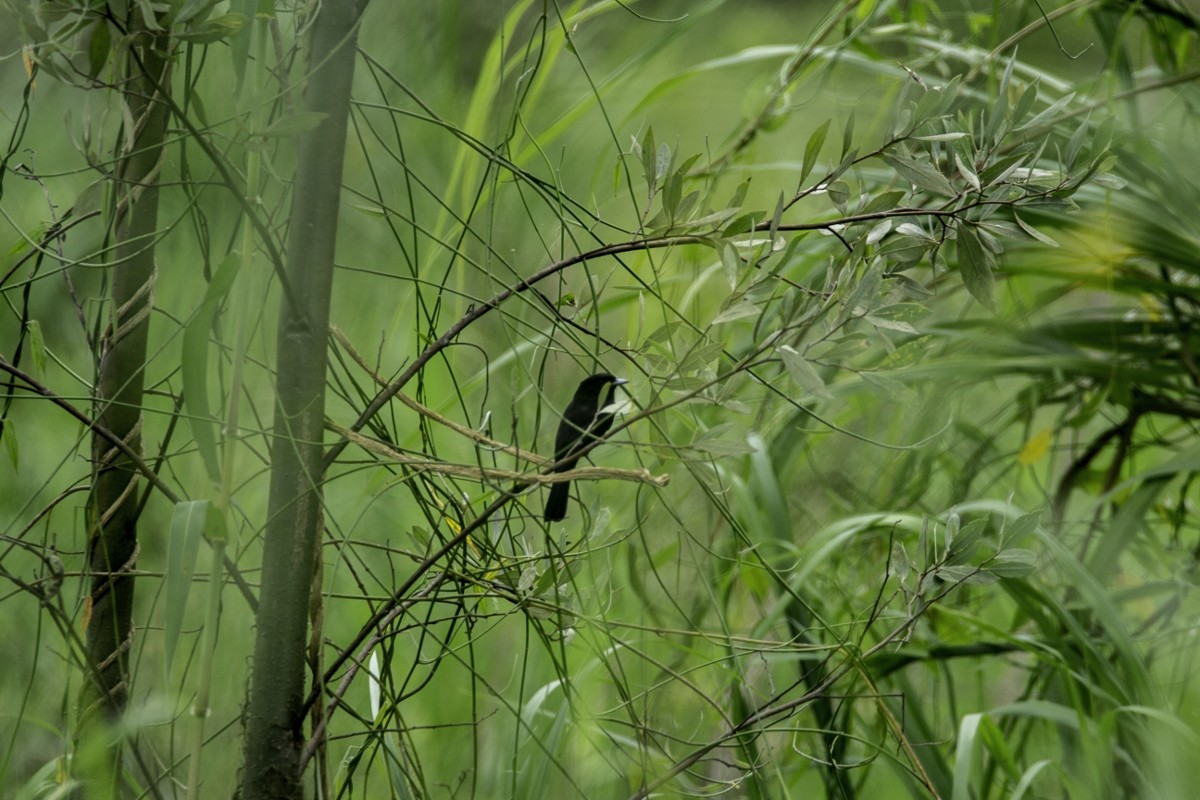 Riverside Tyrant - ML109204091