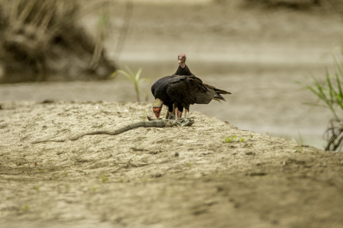 Turkey Vulture - ML109204231
