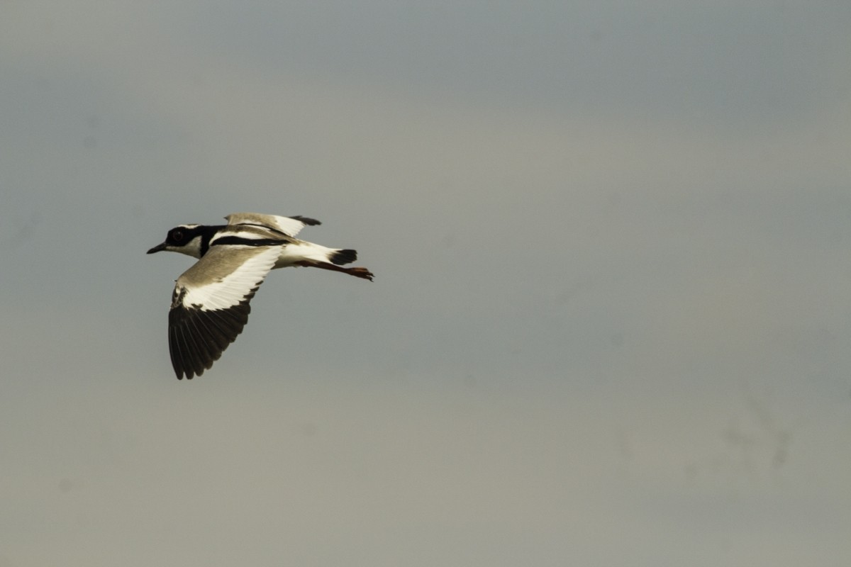 Pied Plover - ML109204521