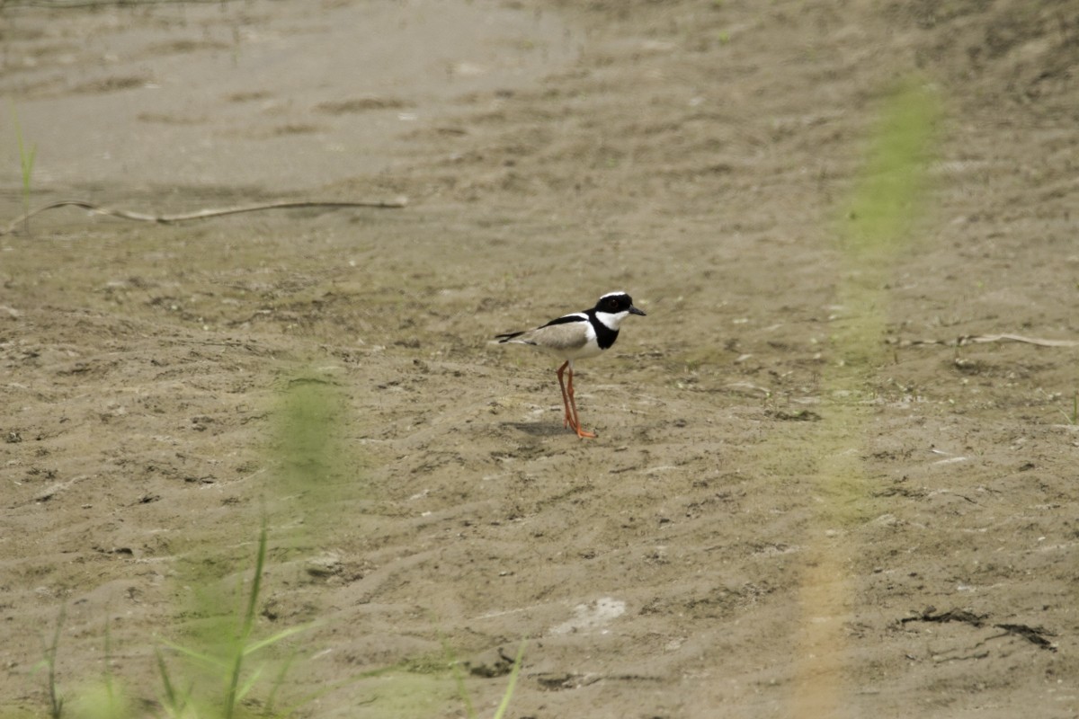 Pied Plover - ML109204571