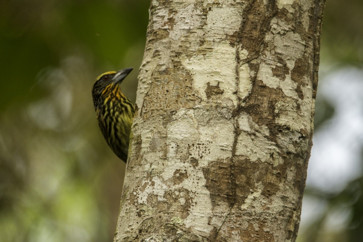 Gilded Barbet - ML109204951