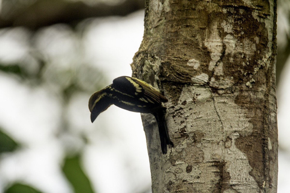 Gilded Barbet - ML109205081