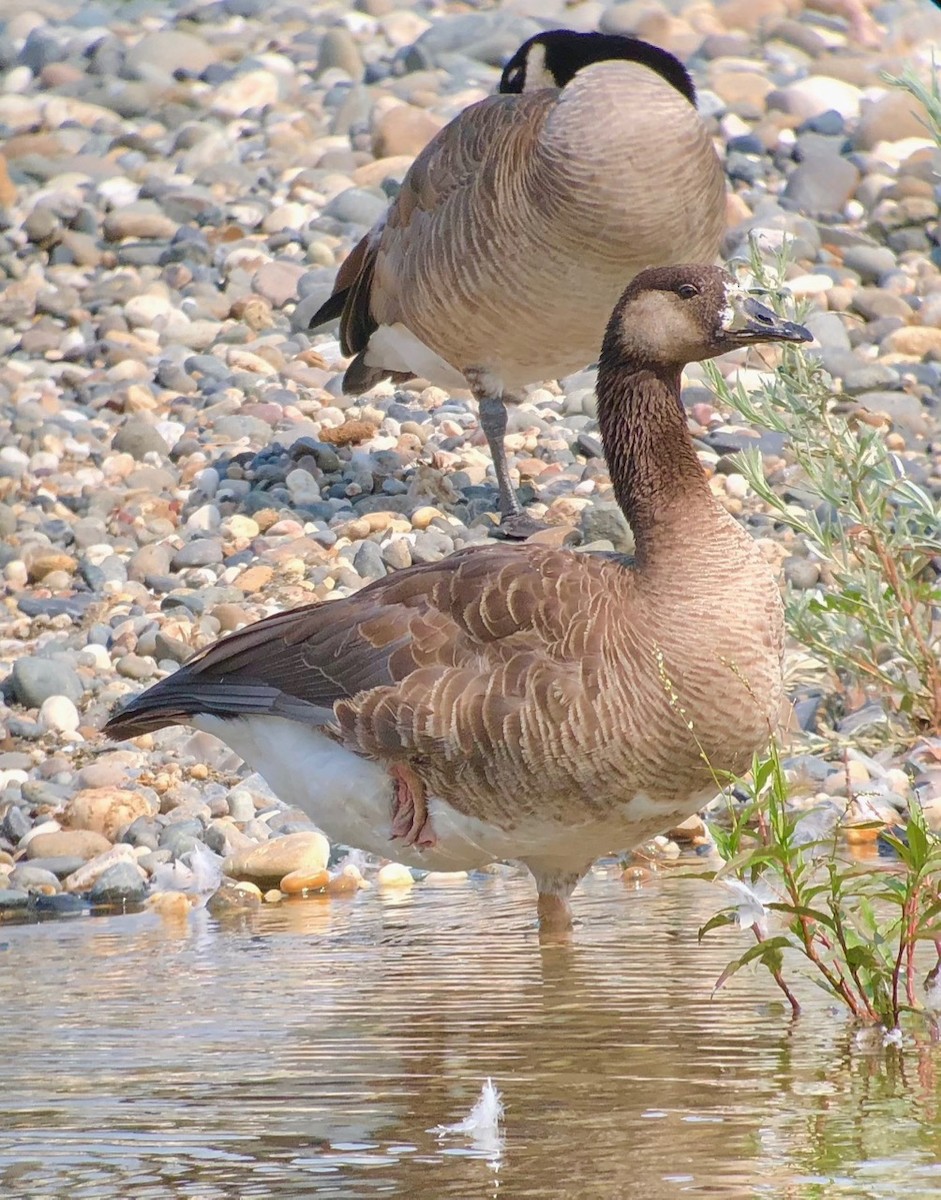 Graylag x Canada Goose (hybrid) - Jeri Langham