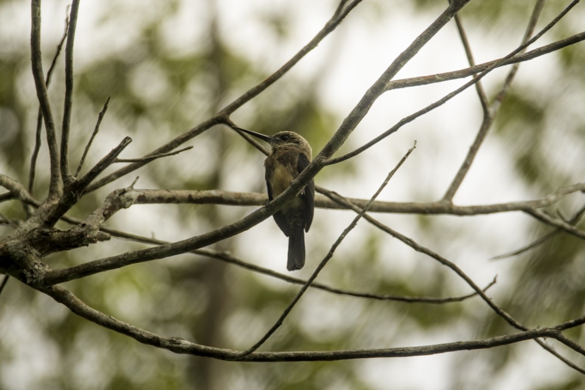 Brown Jacamar - ML109205521