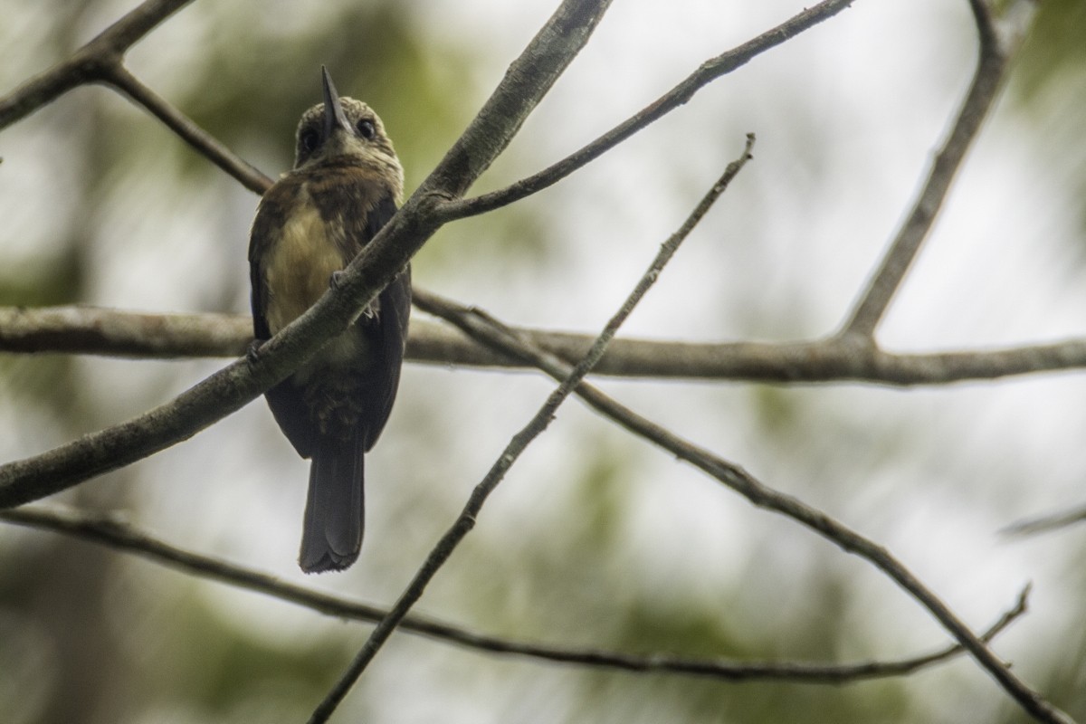 Brown Jacamar - ML109205531