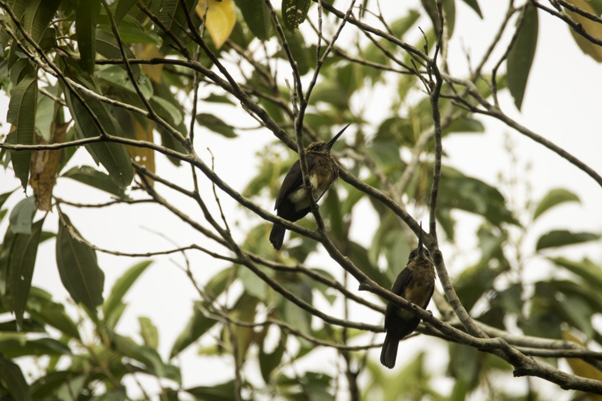 Brown Jacamar - ML109205551