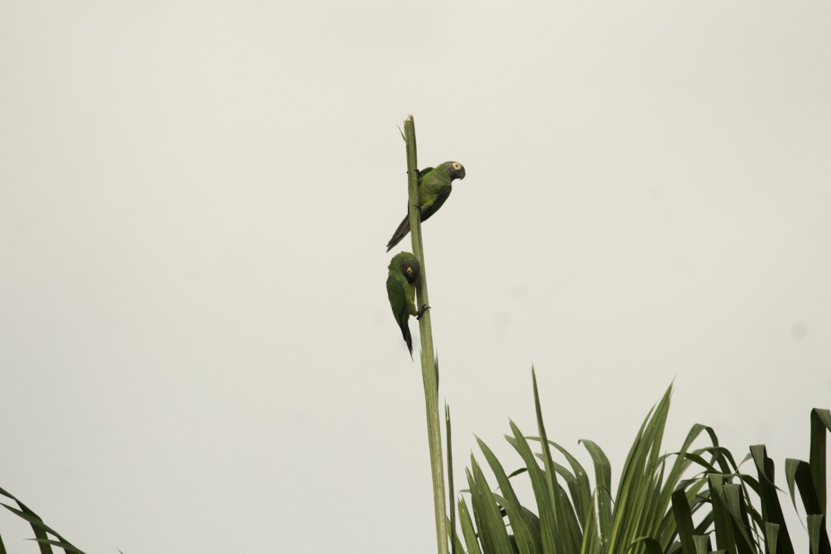 Dusky-headed Parakeet - ML109205741