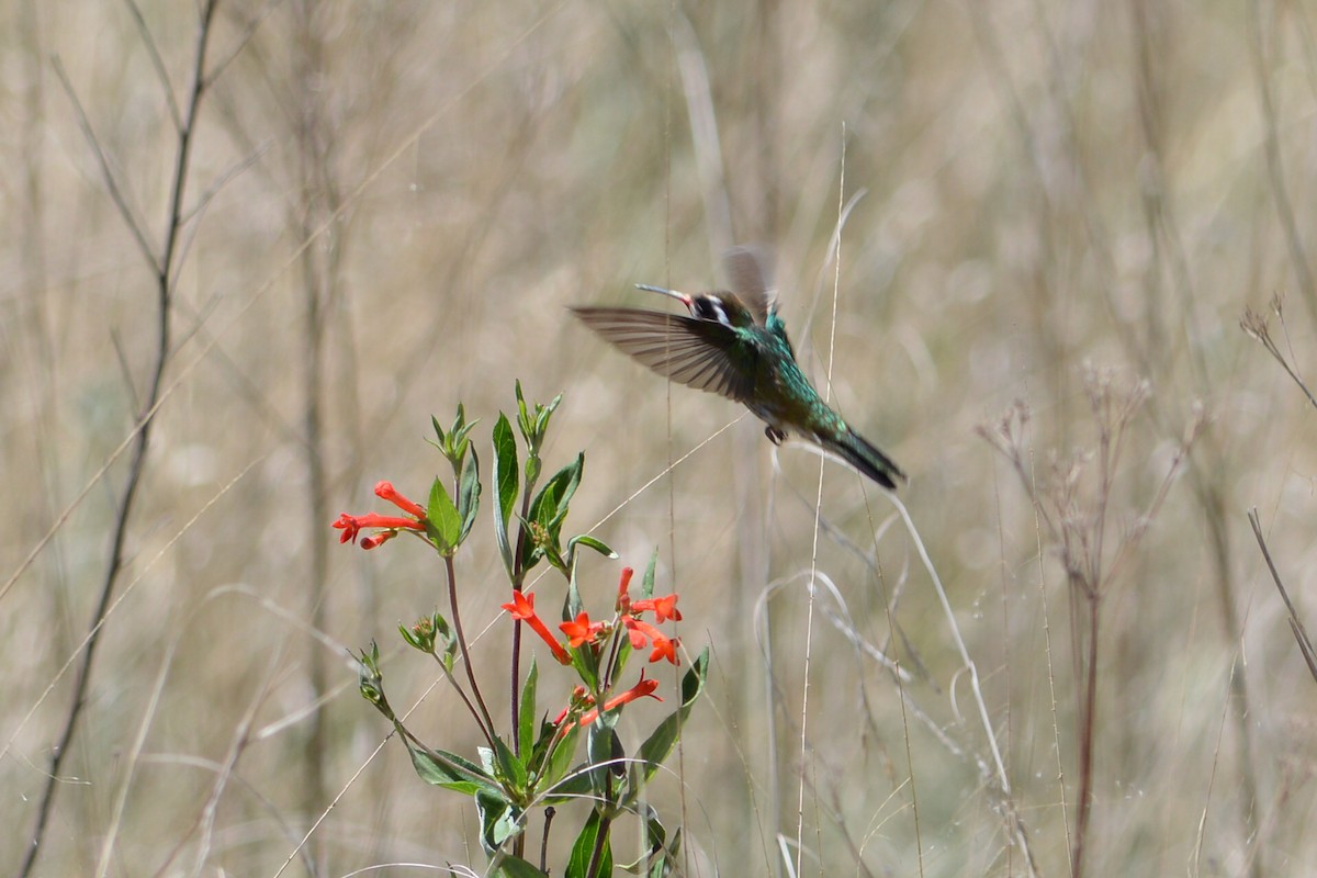 kolibřík bělouchý - ML109206181