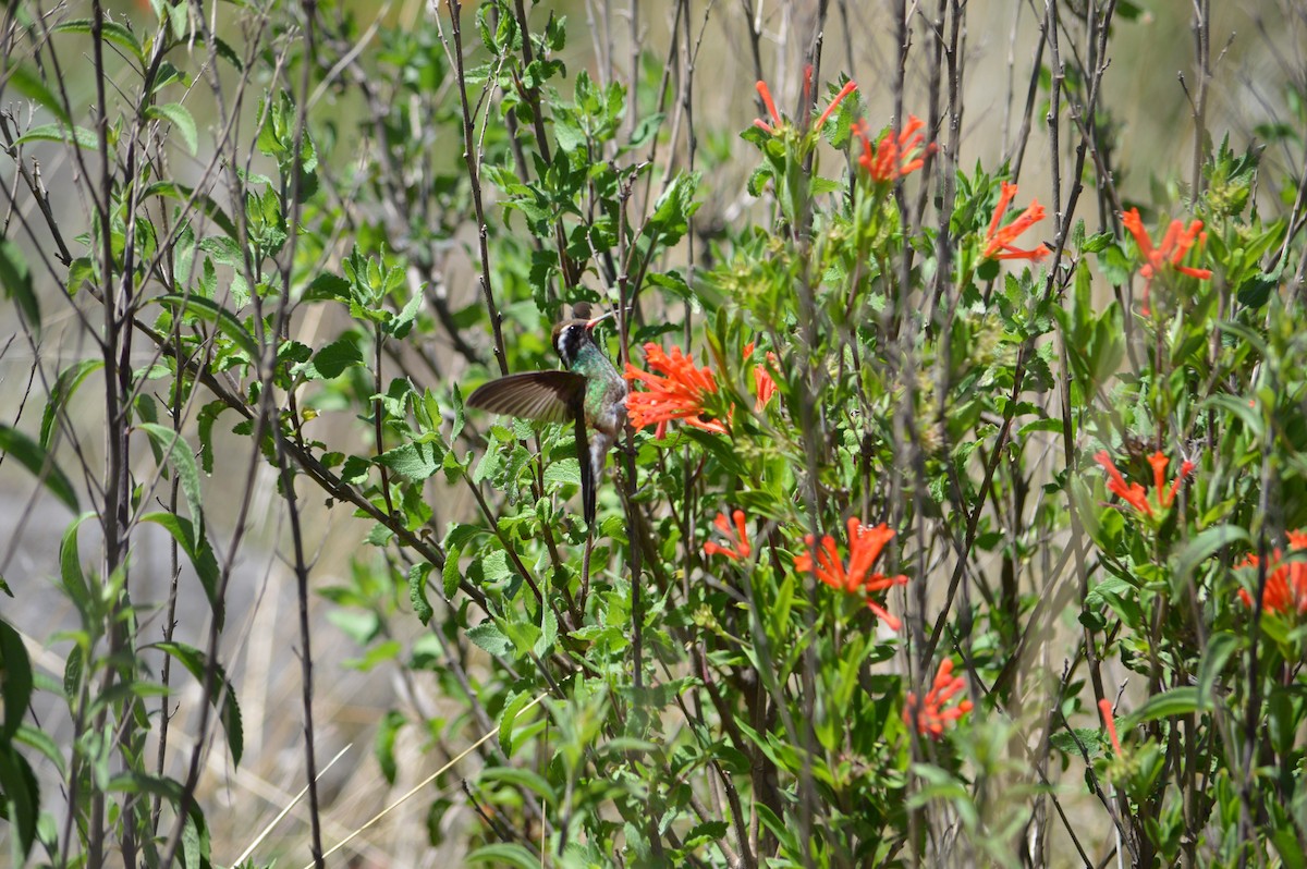 White-eared Hummingbird - Andrea Juárez Sandoval