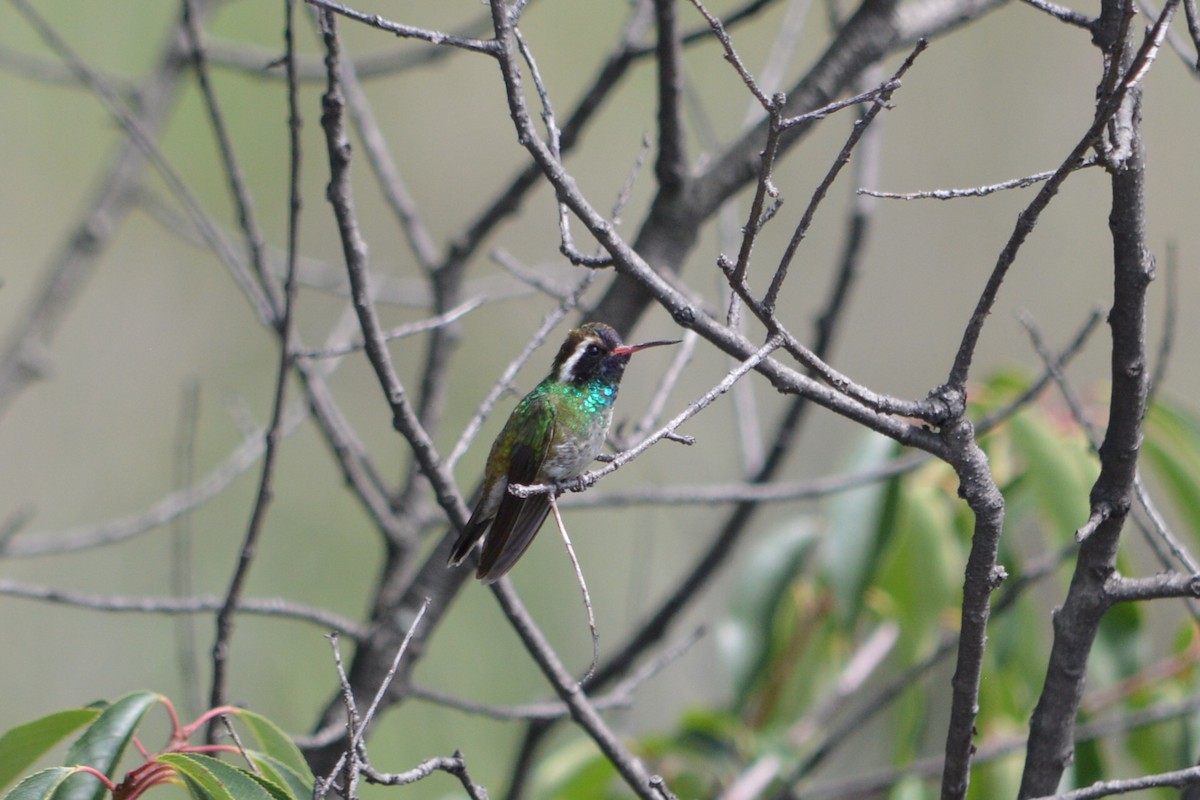 kolibřík bělouchý - ML109206911