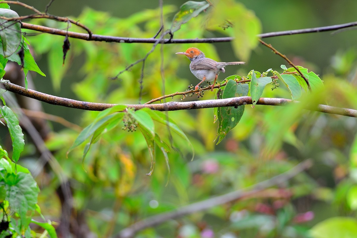 Ashy Tailorbird - Weber Tsai