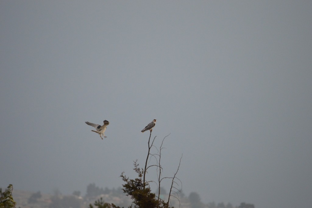 White-tailed Kite - Andrea Juárez Sandoval