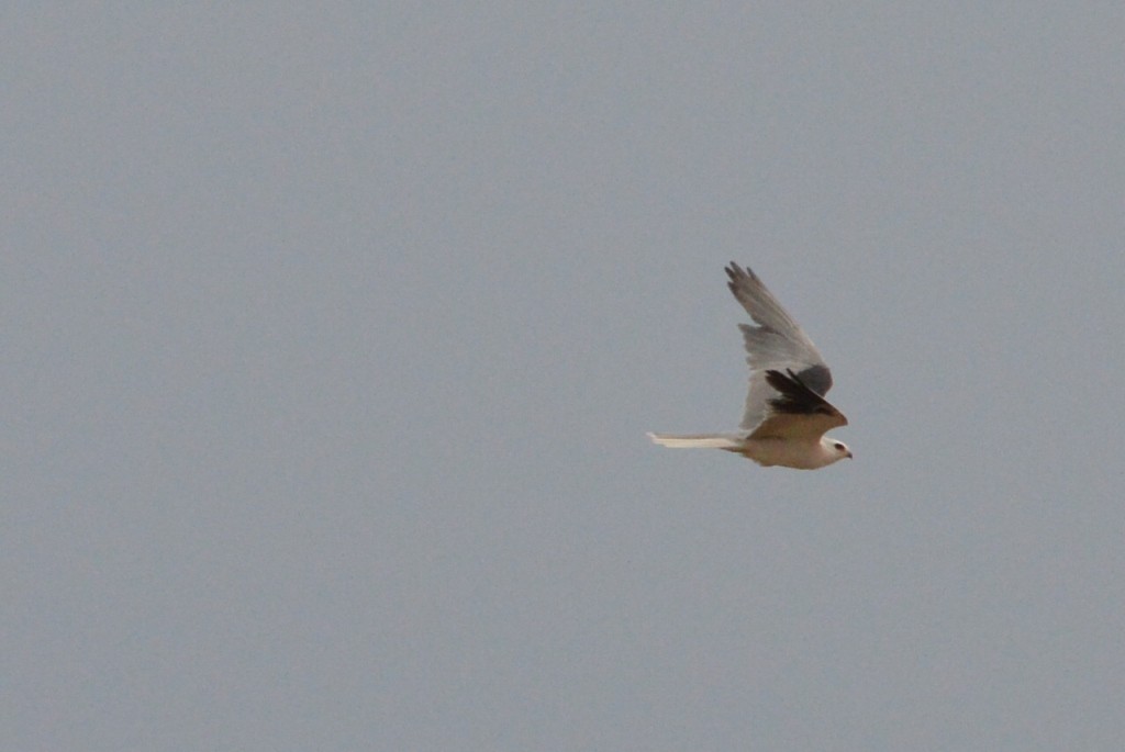 White-tailed Kite - Andrea Juárez Sandoval