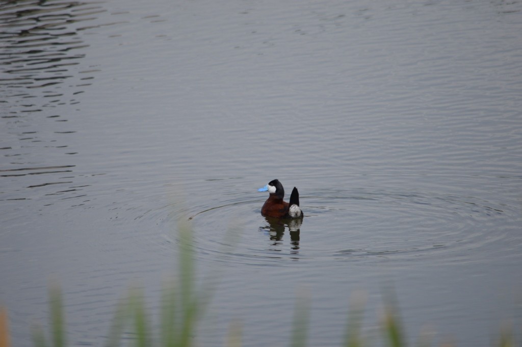 Ruddy Duck - ML109209531