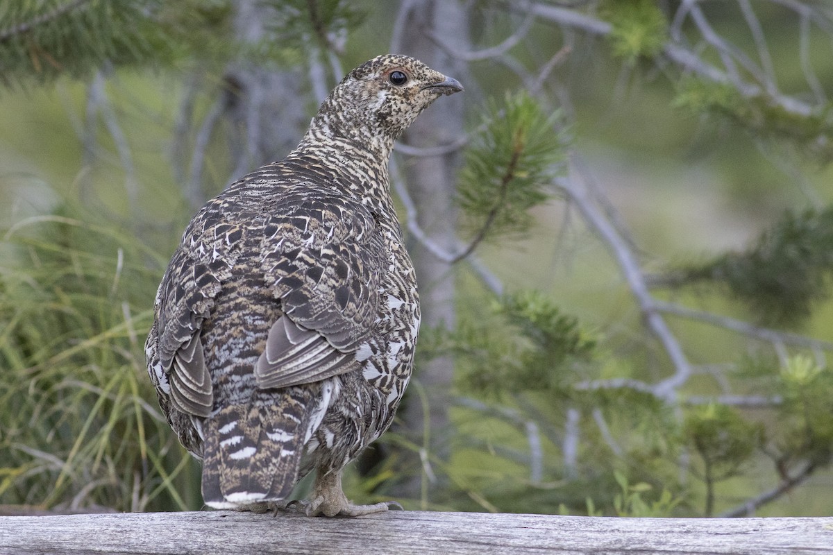 Spruce Grouse - ML109209651