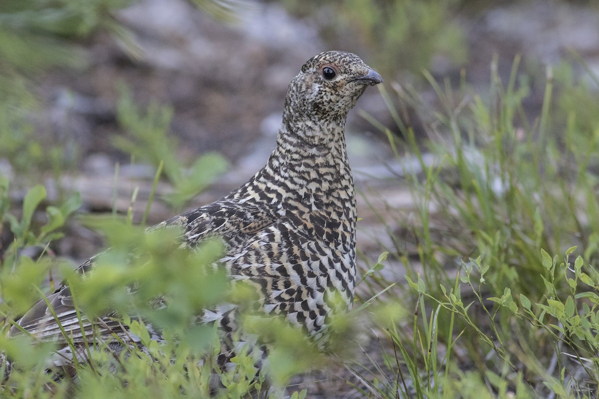 Spruce Grouse - ML109209671