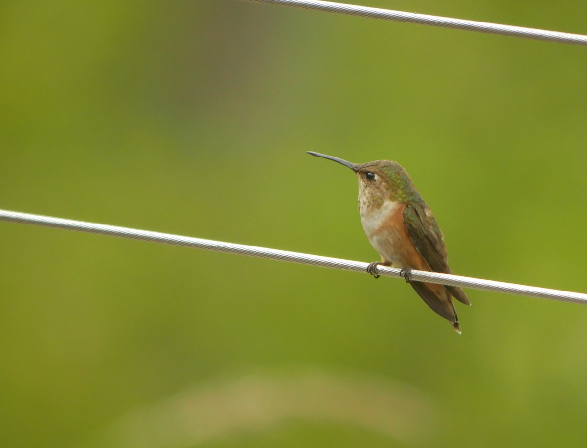 Rufous Hummingbird - Kaylin Ingalls