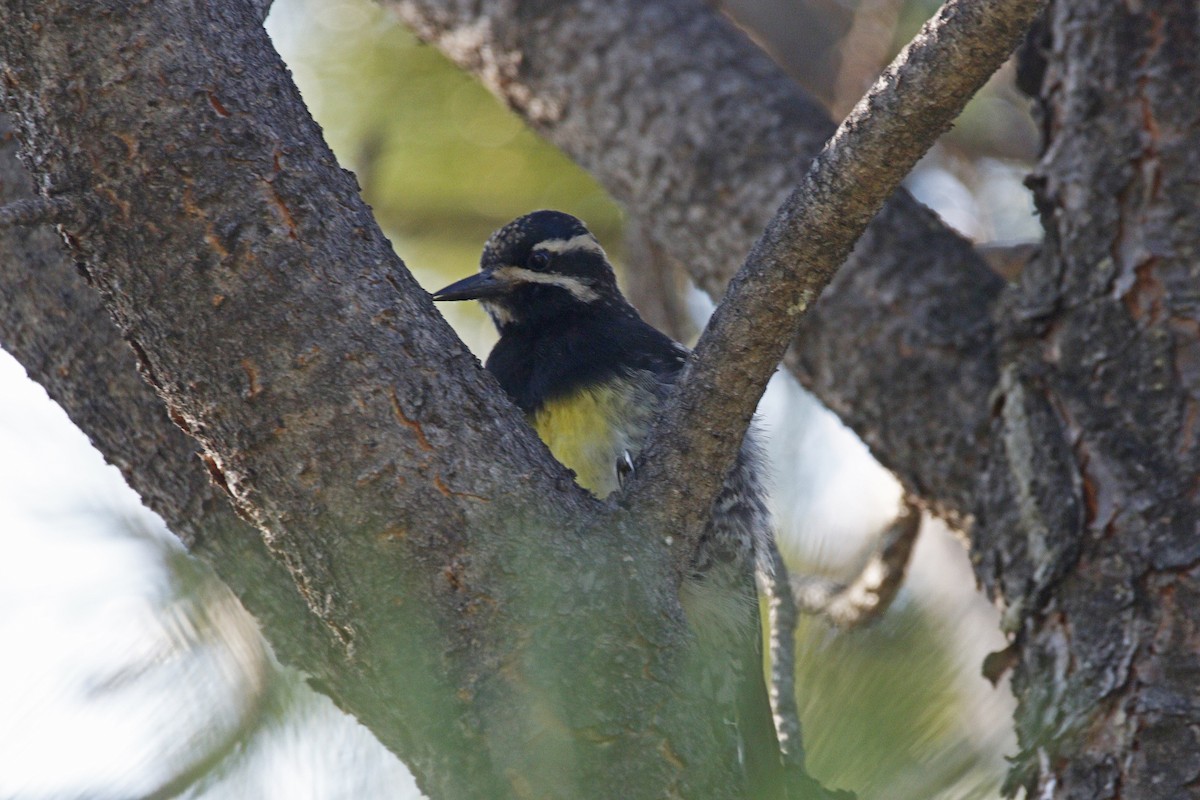 Williamson's Sapsucker - ML109211761