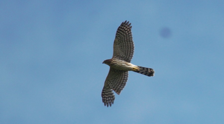 Cooper's Hawk - ML109212101