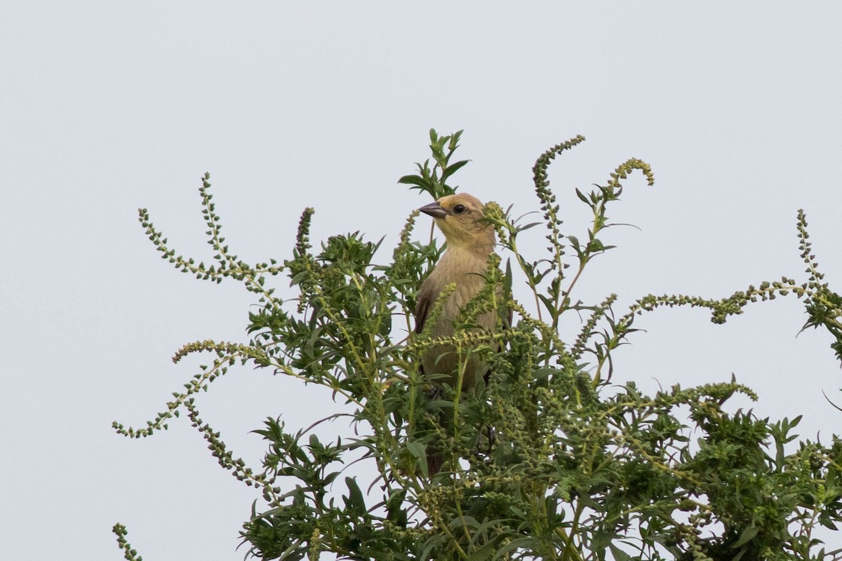 Shiny Cowbird - ML109212351