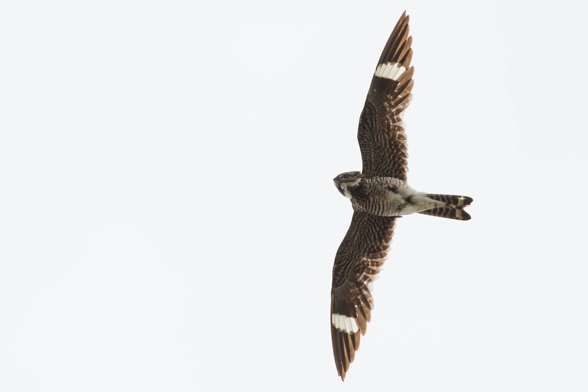 Common Nighthawk - Doug Gochfeld