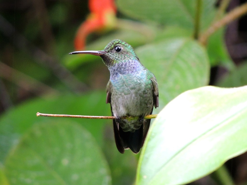 Blue-chested Hummingbird - Richard Garrigues