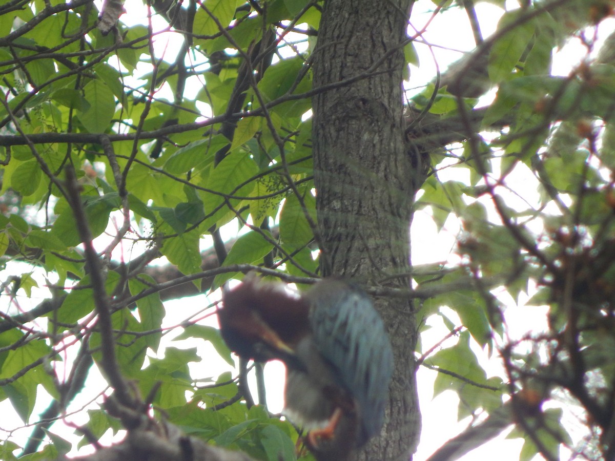 Green Heron - Gary  Morris