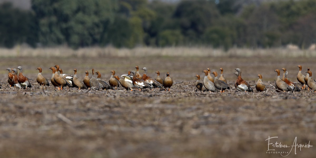 Rotkopfgans - ML109215741