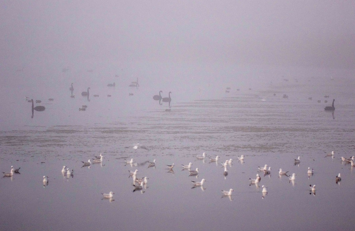 Silver Gull (Silver) - Chris Barnes