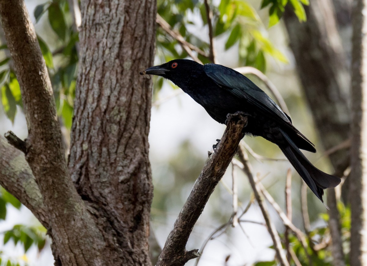 Drongo pailleté - ML109216441