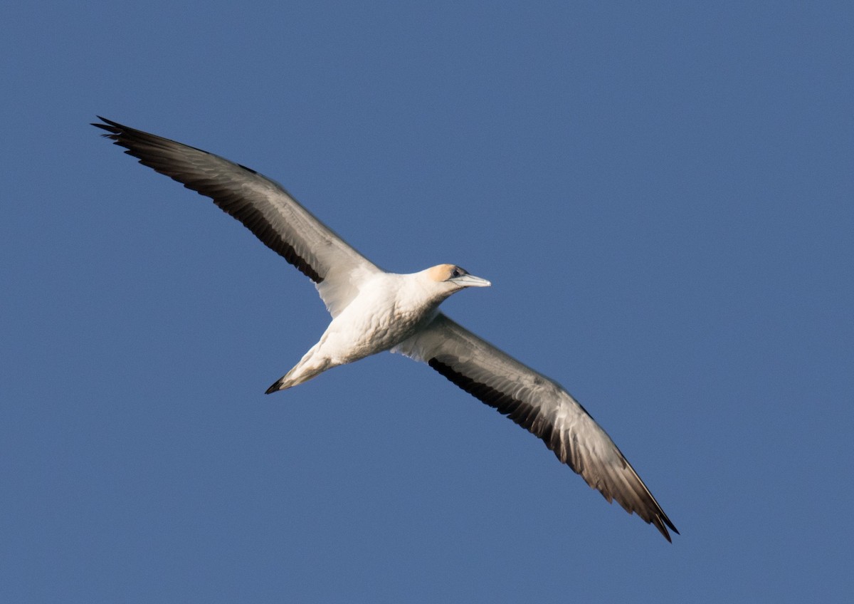 Australasian Gannet - ML109216851