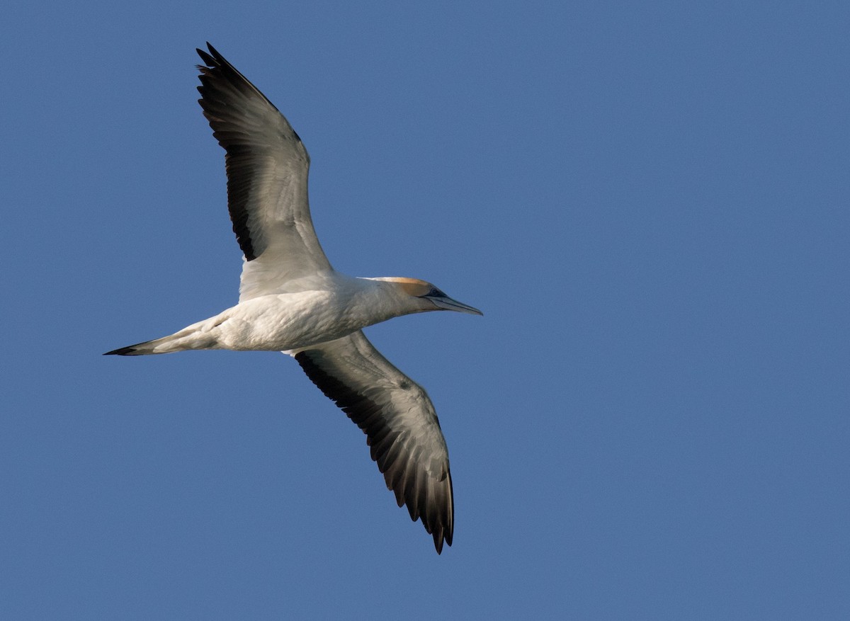 Australasian Gannet - ML109216871