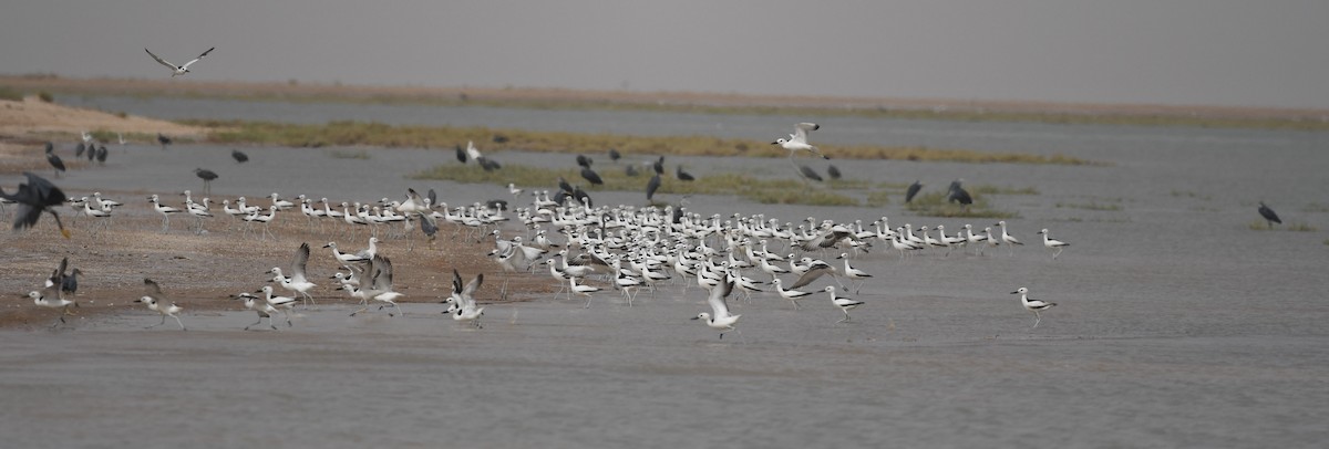 Crab-Plover - ML109217601