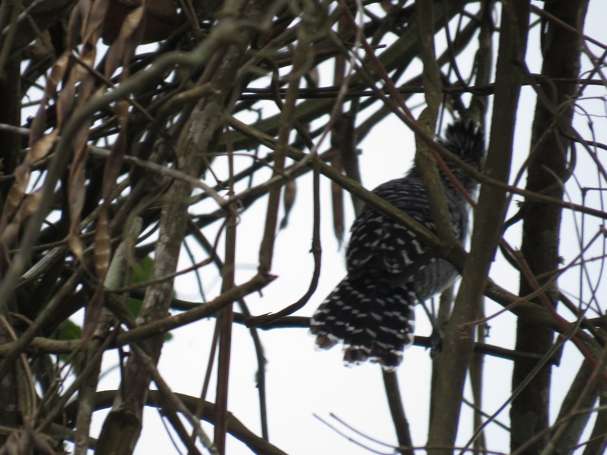 Barred Antshrike - ML109218661