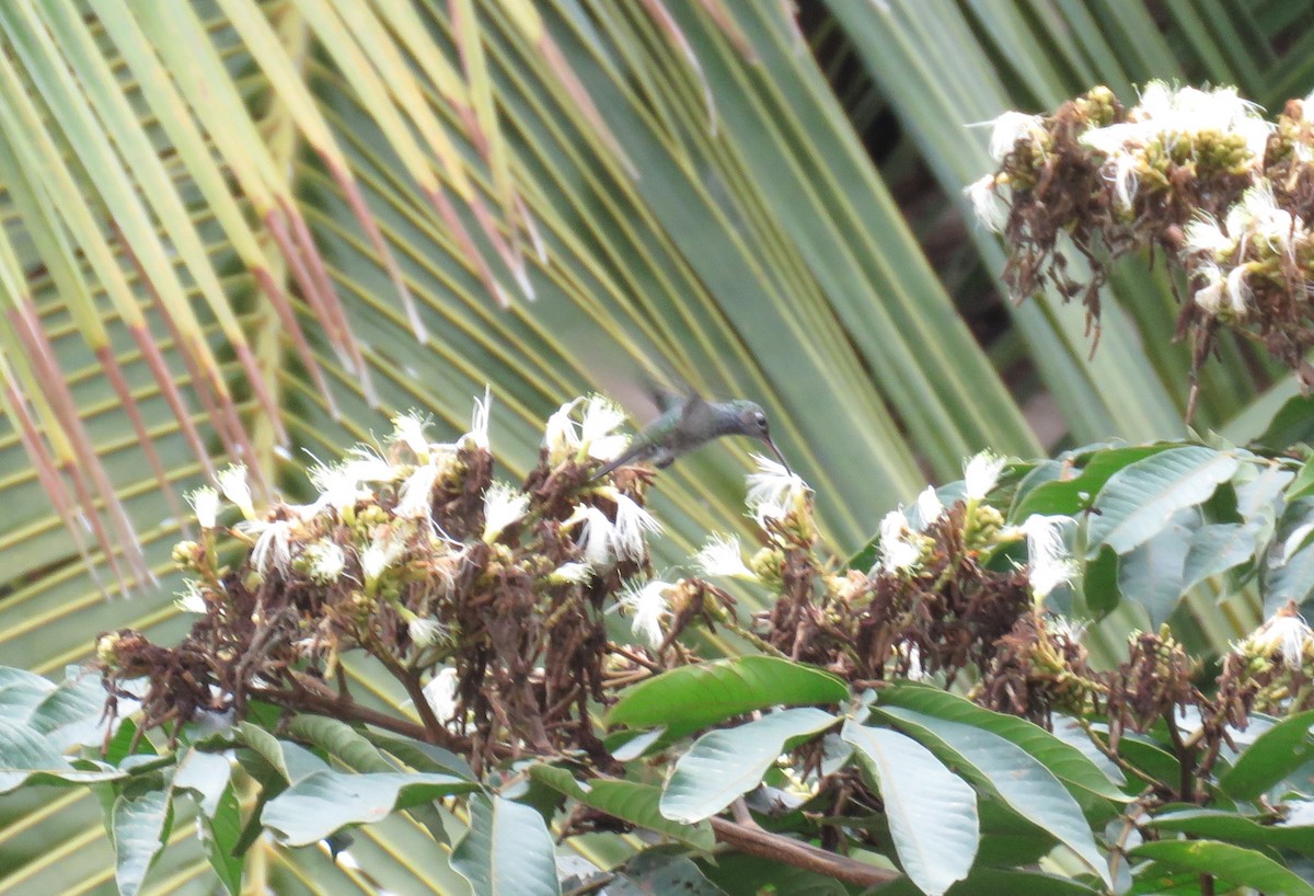 kolibřík safírový - ML109218731