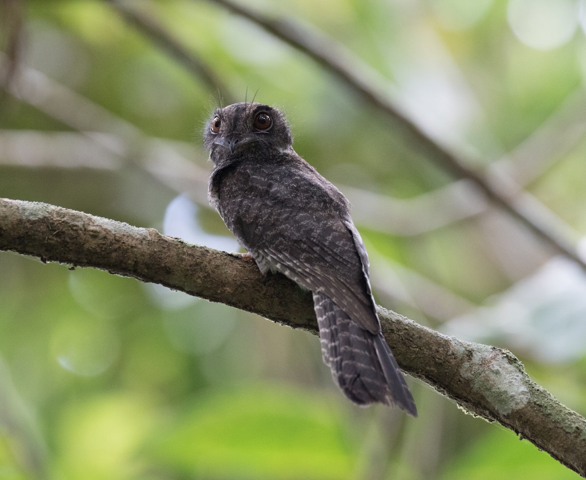 Barred Owlet-nightjar - ML109218741