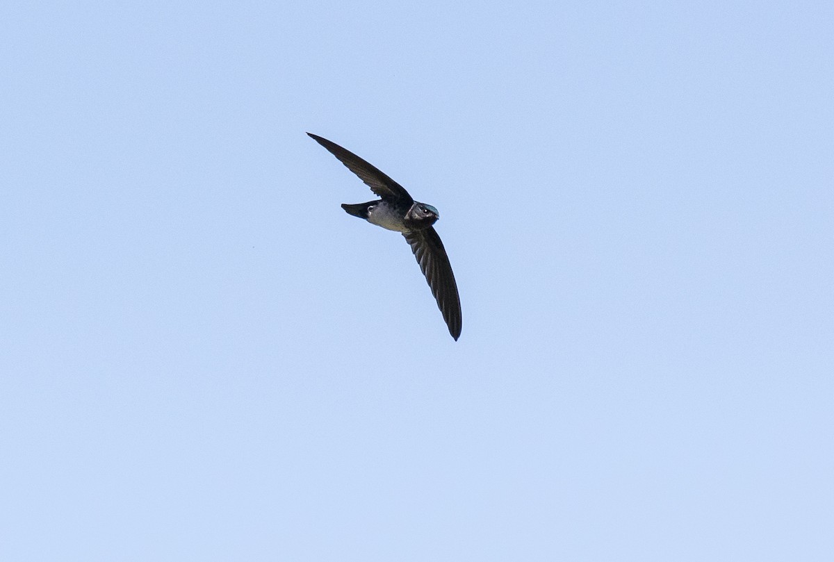 Glossy Swiftlet - Chris Barnes