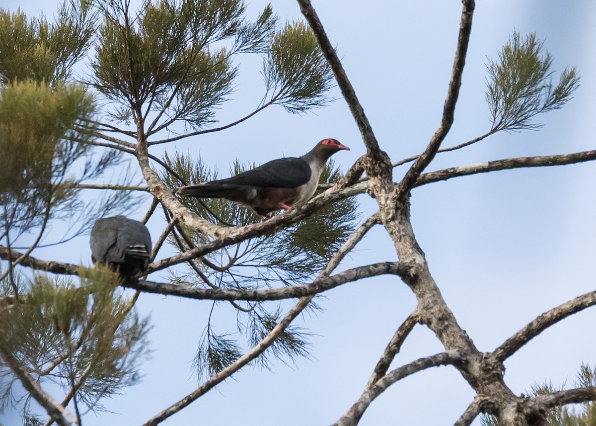 Papuan Mountain-Pigeon - ML109219161