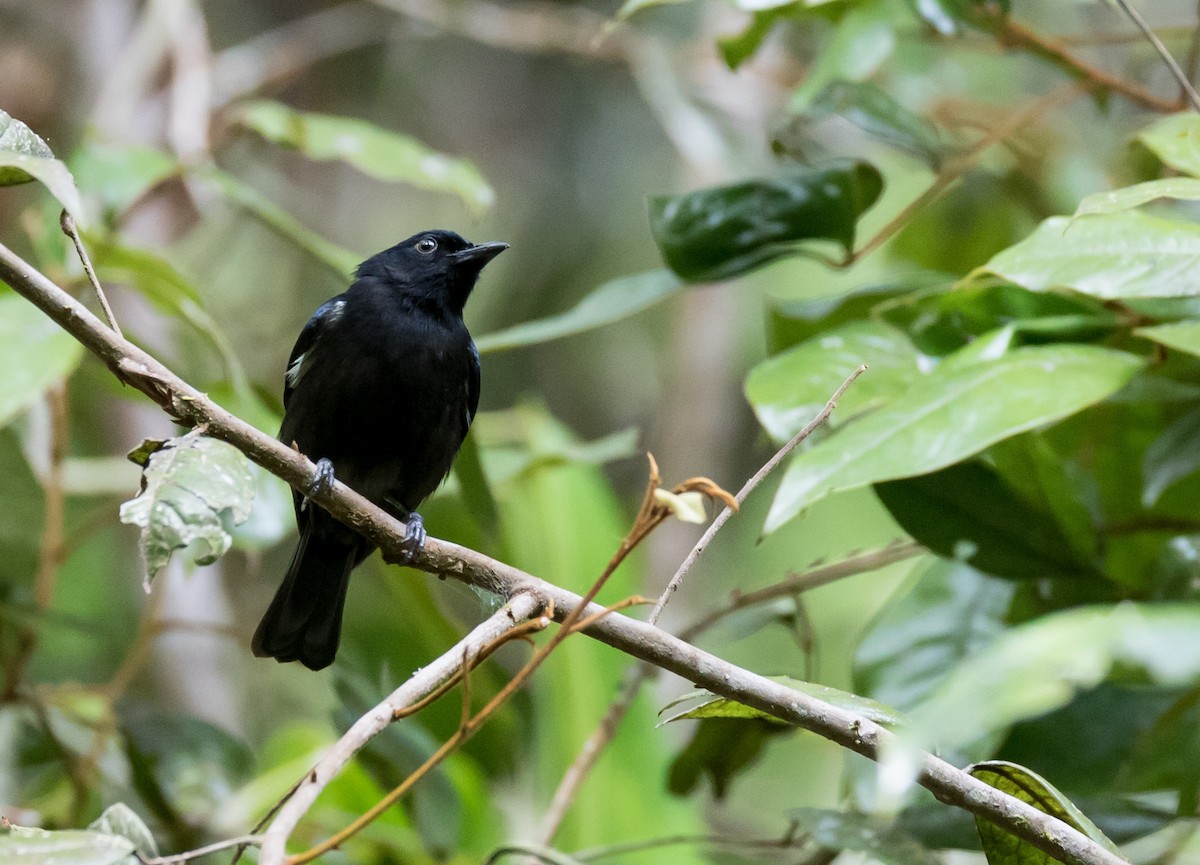 Black Berrypecker - Chris Barnes