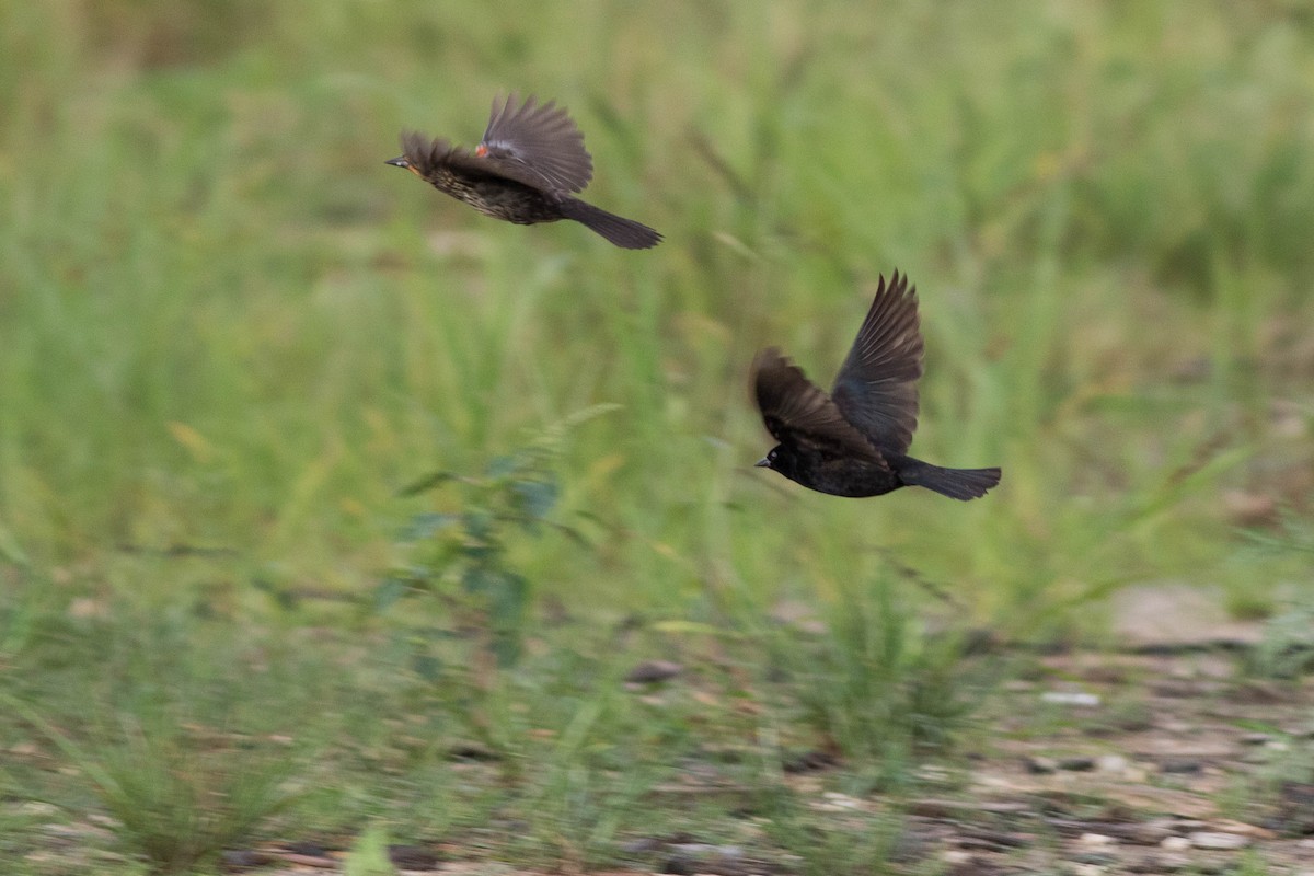 Shiny Cowbird - Doug Gochfeld