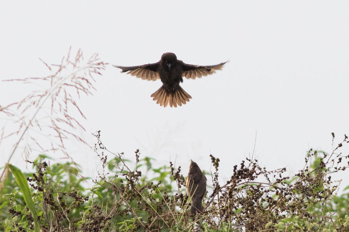 Bronzed Cowbird - ML109221211