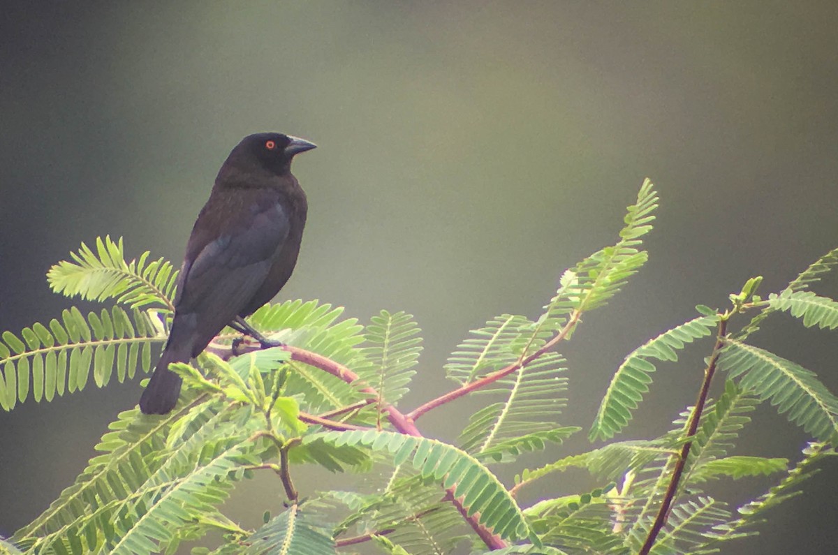 Bronzed Cowbird - Doug Gochfeld