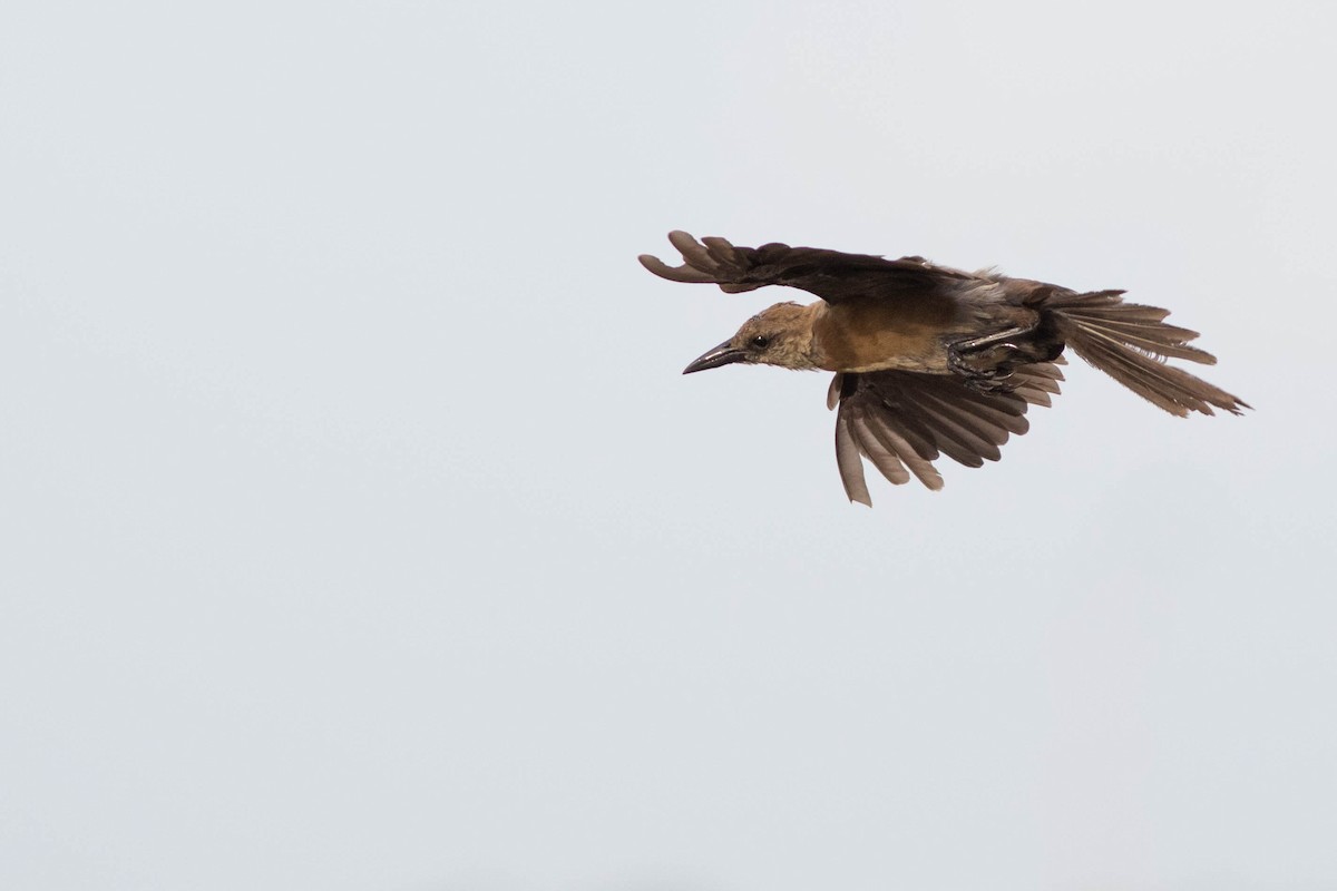 Boat-tailed Grackle - ML109221351