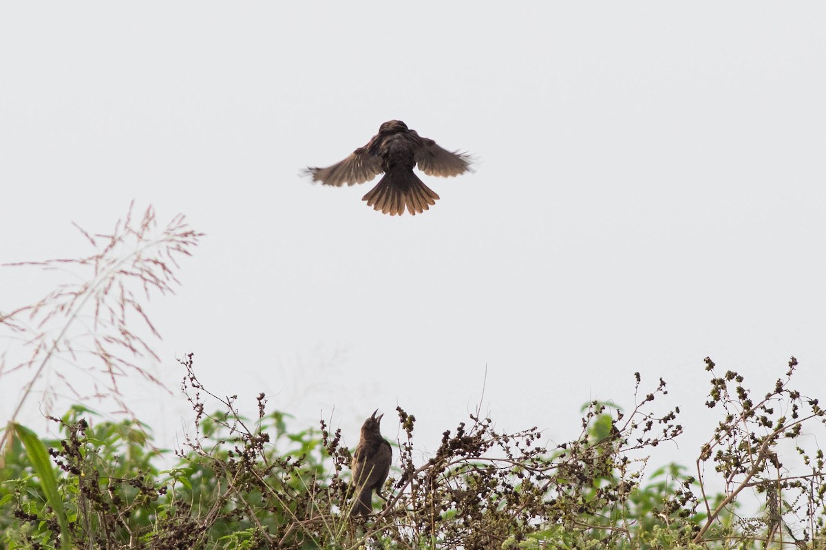 Bronzed Cowbird - ML109221361